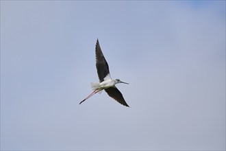 Black-winged stilt (Himantopus himantopus) flying in the sky, Camargue, France, Europe