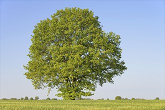 Oak tree (Quercus), solitary tree with fresh foliage next to a green grain field, blue hummel,