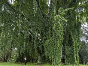 Tree overgrown with tropical climbing plants, Kandy Botanical Gardens, Sri Lanka, Asia