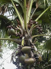 Coco de Mer (Lodoicea maldivica) of the Seychelles palm, Kandy Botanical Gardens, Sri Lanka, Asia