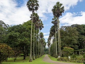 Avenue with royal palms, Kandy Botanical Gardens, Sri Lanka, Asia