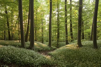 Dreamlike wild garlic blossom in the beech forest on the Swabian Alb