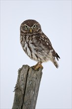 Pygmy Owl (Glaucidium passerinum), adult, in the snow, in winter, perch, alert, Bohemian Forest,