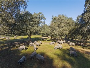 Grazing pigs and holm oaks (Quercus ilex) in the Sierra de Aracena, aerial view, drone shot, Huelva