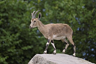 Nubian ibex (Capra nubiana), captive, Switzerland, Europe