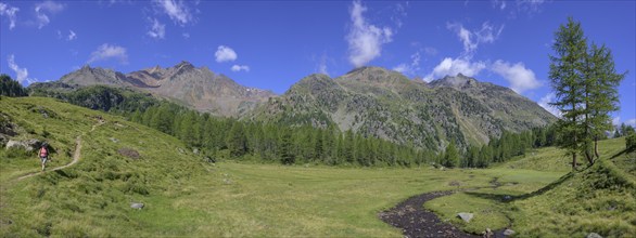 Stream meanders through a meadow, hike Weißbrunnsee to Fiechtalm, Ulten, South Tyrol, Italy, Europe