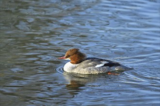 Common merganser (Mergus merganser), female swimming on Lake Zug, Switzerland, Europe