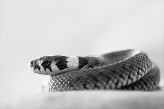 Grass snake (Natrix natrix), juvenile, black and white, high key, portrait, curled up, Isarauen,