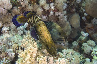 Pair of bluespotted grouper (Cephalopholis argus) courting, mating, dive site House Reef, Mangrove