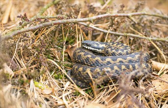 Wild common european viper (Vipera berus), brown, quite young animal, female, lying curled up and