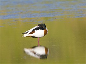 Common shelduck (Tadorna tadorna), resting in shallow water, Texel Island, Netherlands