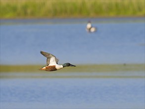 Northern shoveler (Anas clypeata), male in flight, Texel Island, Netherlands