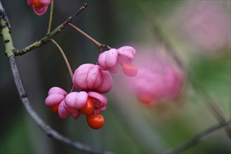 European spindle (Euonymus europaeus), October, Germany, Europe