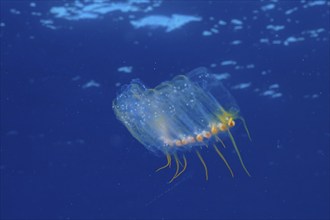 Salpe (Pegea confoederata) in the Mediterranean Sea near Hyères. Dive site Giens Peninsula, Côte