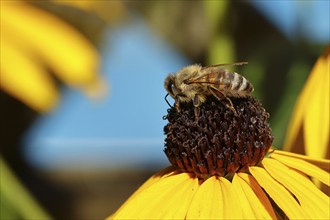 European honey bee (Apis mellifera), collecting nectar from a flower of yellow coneflower