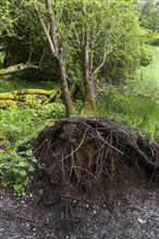 Uprooted black alder (Alnus glutinosa L.), Franconia, Bavaria, Germany, Europe