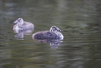 Great Crested Grebe (Podiceps cristatus), Germany, Europe