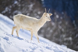 European fallow deer (Dama dama) buck on a snowy meadow in the mountains in tirol, Kitzbühel,