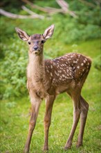 Young roe deer calf in the forest, Black Forest, Enzklösterle, Germany, Europe