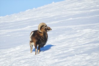 European mouflon (Ovis aries musimon) ram on a snowy meadow in the mountains in tirol, Kitzbühel,