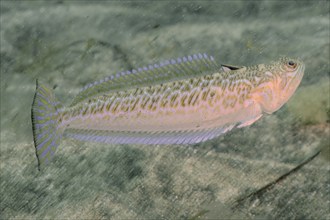 Greater weever (Trachinus draco), El Cabron marine reserve dive site, Arinaga, Gran Canaria, Spain,