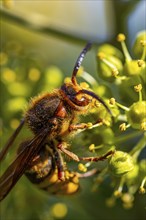 European hornet (Vespa crabro), close-up, Lower Austria, Austria, Europe