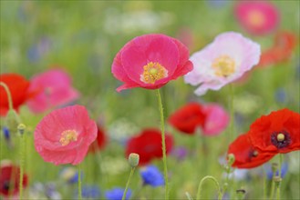 Flowering strip, flowering area with poppy flowers (Papaver rhoeas) and cornflowers (Centaurea