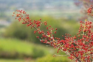 Red berries, hawthorn (Crataegus), Truleigh Hill, Shoreham by Sea, South Downs, West Sussex,