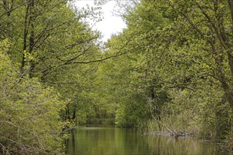 Upper reaches of the Havel in spring, Müritz National Park, Mecklenburg-Western Pomerania, Germany,