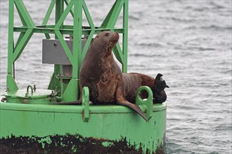 Steller sea lion (Eumetopias jubatus) sitting on buoy in Valdez Harbour, Southeast Alaska, Alaska,