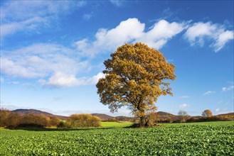 Solitary oak tree (Quercus) in autumn, field with rape winter seed, North Hesse, Hesse, Germany,