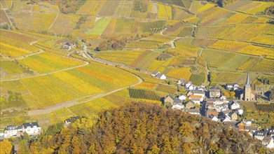 Vineyards in autumn, Mayschoß with parish church, red wine growing region Ahrtal, red wine of the