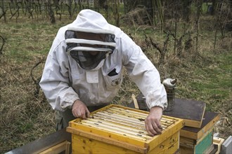 Beekeeper removes frame from beehive, Baden-Württemberg, Germany, Europe