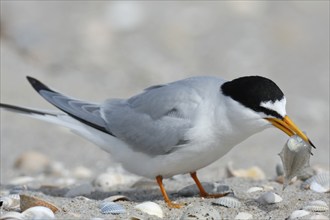 Little Tern (Sternula albifrons), adult bird with fish in its beak, feeding, Lower Saxon Wadden Sea