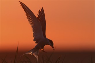 Common Tern (Sterna hirundo), flight study at sunset, in flight, Lower Saxony Wadden Sea National