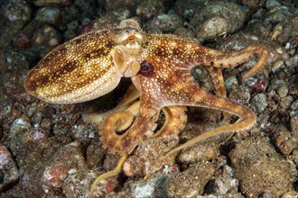 Small venomous octopus (Octopus mototi) Two-ringed octopus with two blue rings camouflages itself