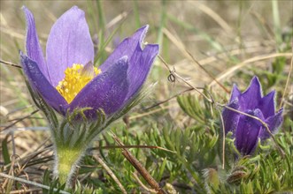 Common pasque flower (Pulsatilla vulgaris) in bloom in spring. Bas-Rhin, Collectivite europeenne