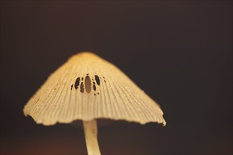 Brown-haired tintling (Coprinus auricomus), detail, mushroom cap, holes, brown-haired tintling,