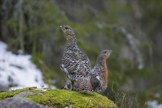 Two Western capercaillie (Tetrao urogallus), wood grouse hens, females in woodland in spring