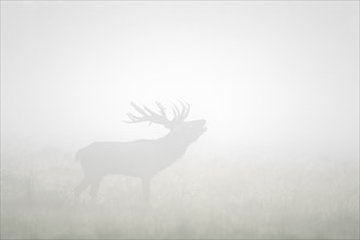 Red deer (Cervus elaphus) stag silhouette with large antlers bellowing in thick early morning fog