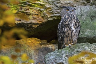 Eurasian eagle owl (Bubo bubo) sitting on rock ledge in cliff face in autumn forest