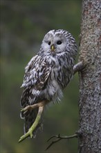 Ural owl (Strix uralensis) perched in spruce tree, Scandinavia