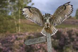 Eurasian eagle owl (Bubo bubo) landing with open wings on signpost in heathland at dusk