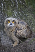 Eurasian eagle-owl (Bubo bubo), young European eagle-owl owlet sitting at base of tree in summer