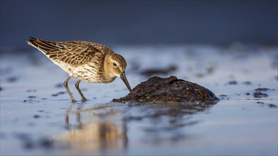 Dunlin (Calidris alpina) Transition from breeding dress to light dress, snipe bird, foraging on