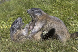 Two Alpine marmots (Marmota marmota) fighting in Alpine pasture, Hohe Tauern National Park,