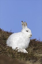 Mountain hare (Lepus timidus), Alpine hare, snow hare in white winter pelage sitting in moorland,