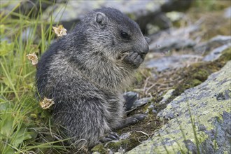 Alpine marmot (Marmota marmota) juvenile feeding in alpine pasture in summer, Hohe Tauern National