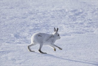 Mountain hare (Lepus timidus), Alpine hare, snow hare in winter pelage running in the snow,