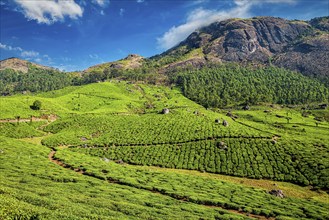 Green tea plantations in the morning, Munnar, Kerala state, India, Asia